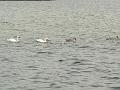 06 08 07 Miedwie_10